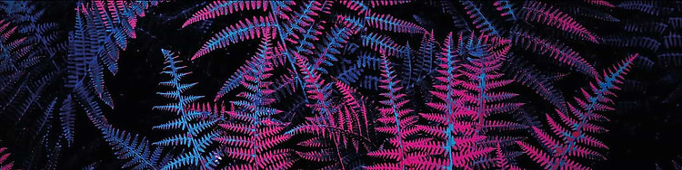 artist cover