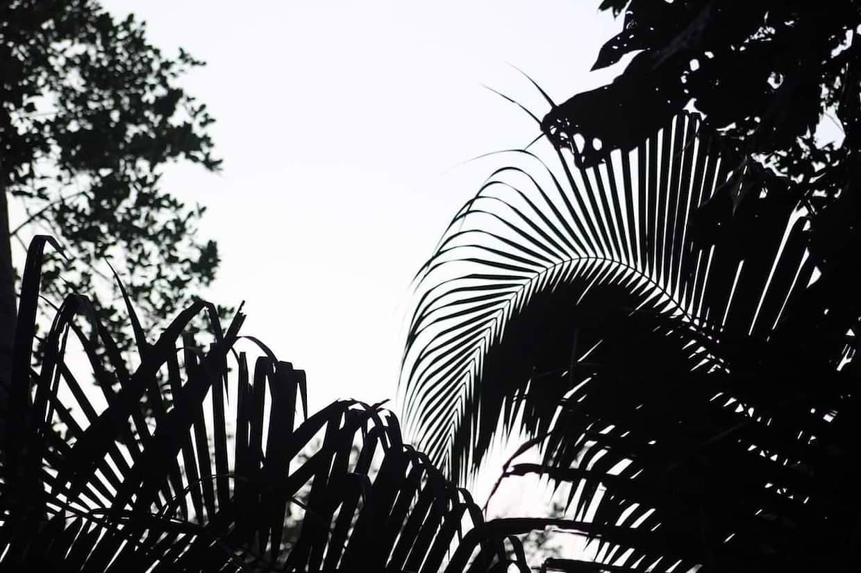 artist cover