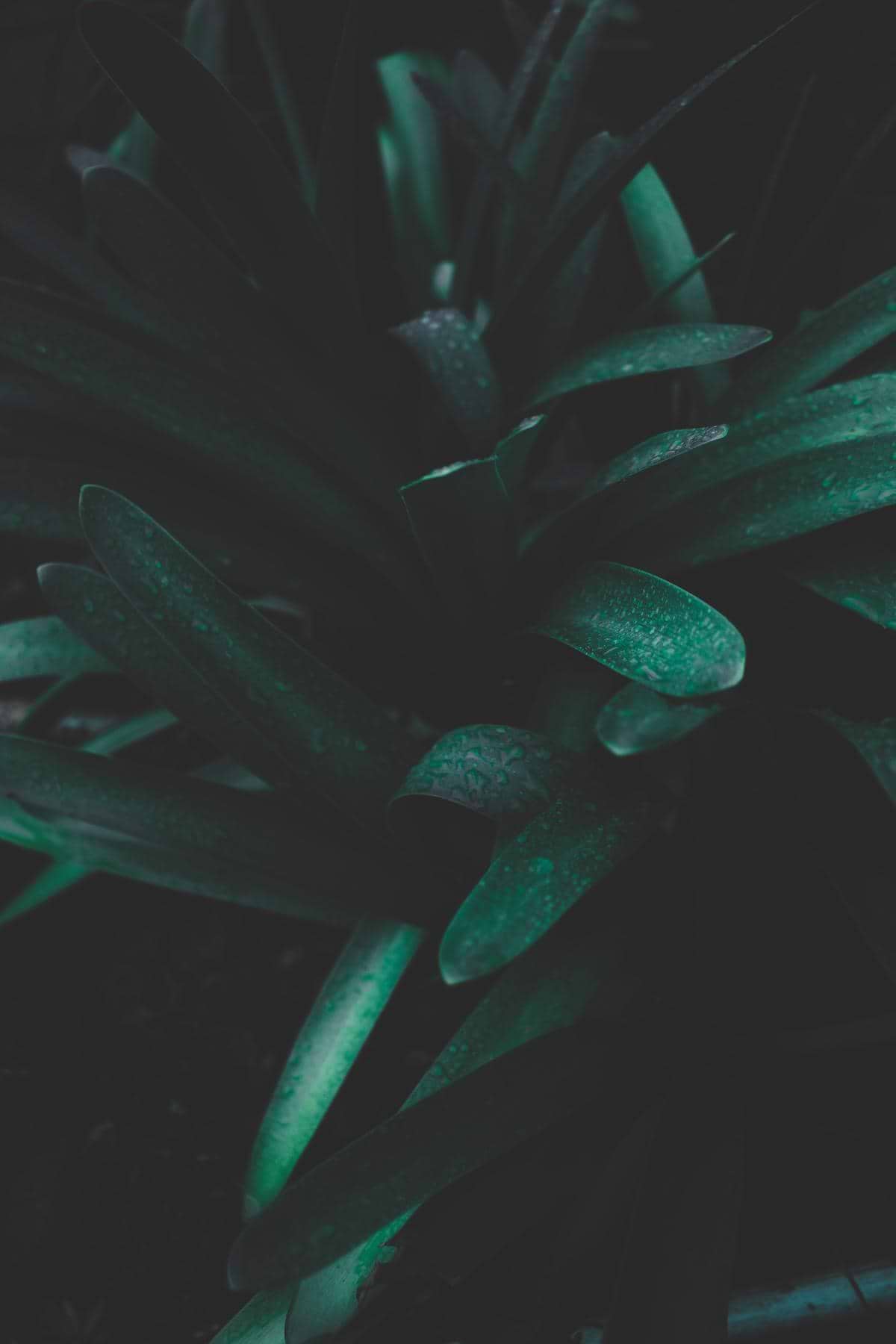 artist cover