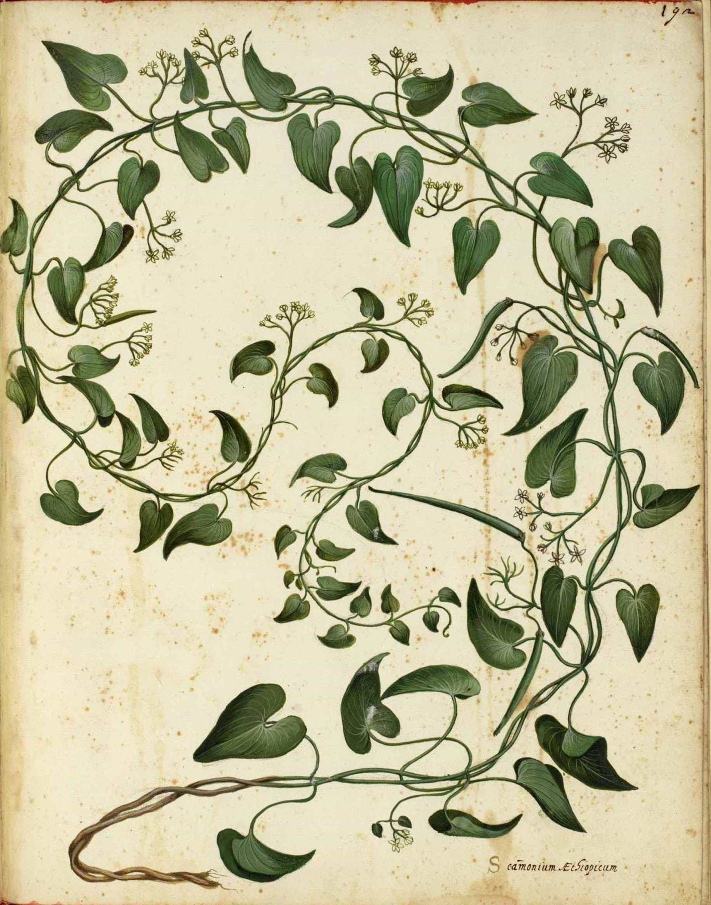 artist cover