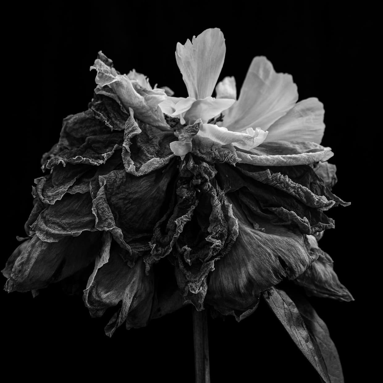 artist cover