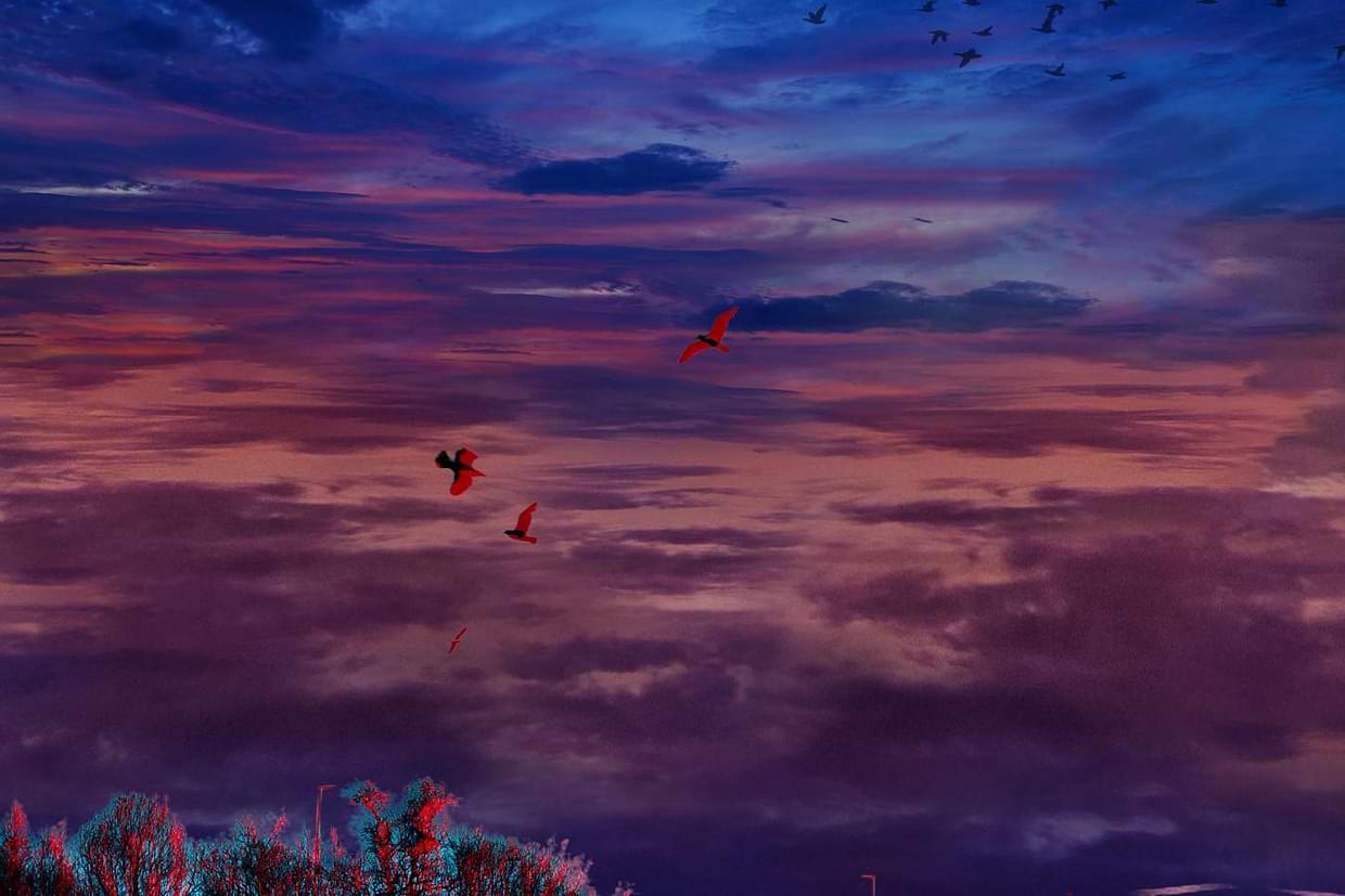 artist cover