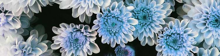 artist cover