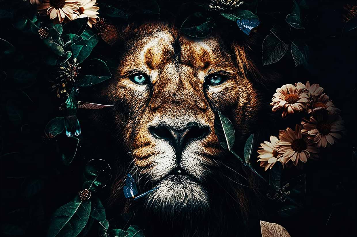 artist cover
