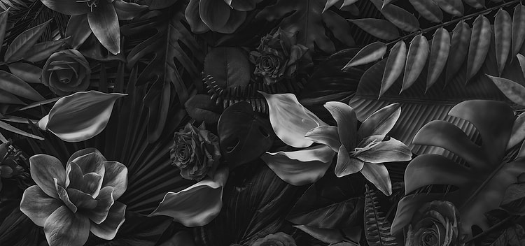 artist cover