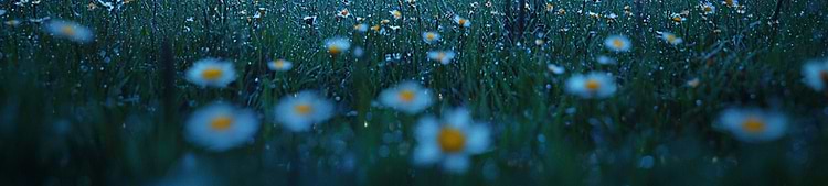 artist cover