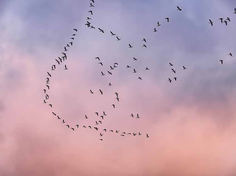 artist cover