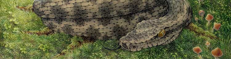 artist cover