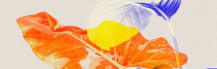 artist cover