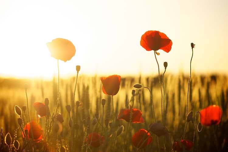 artist cover