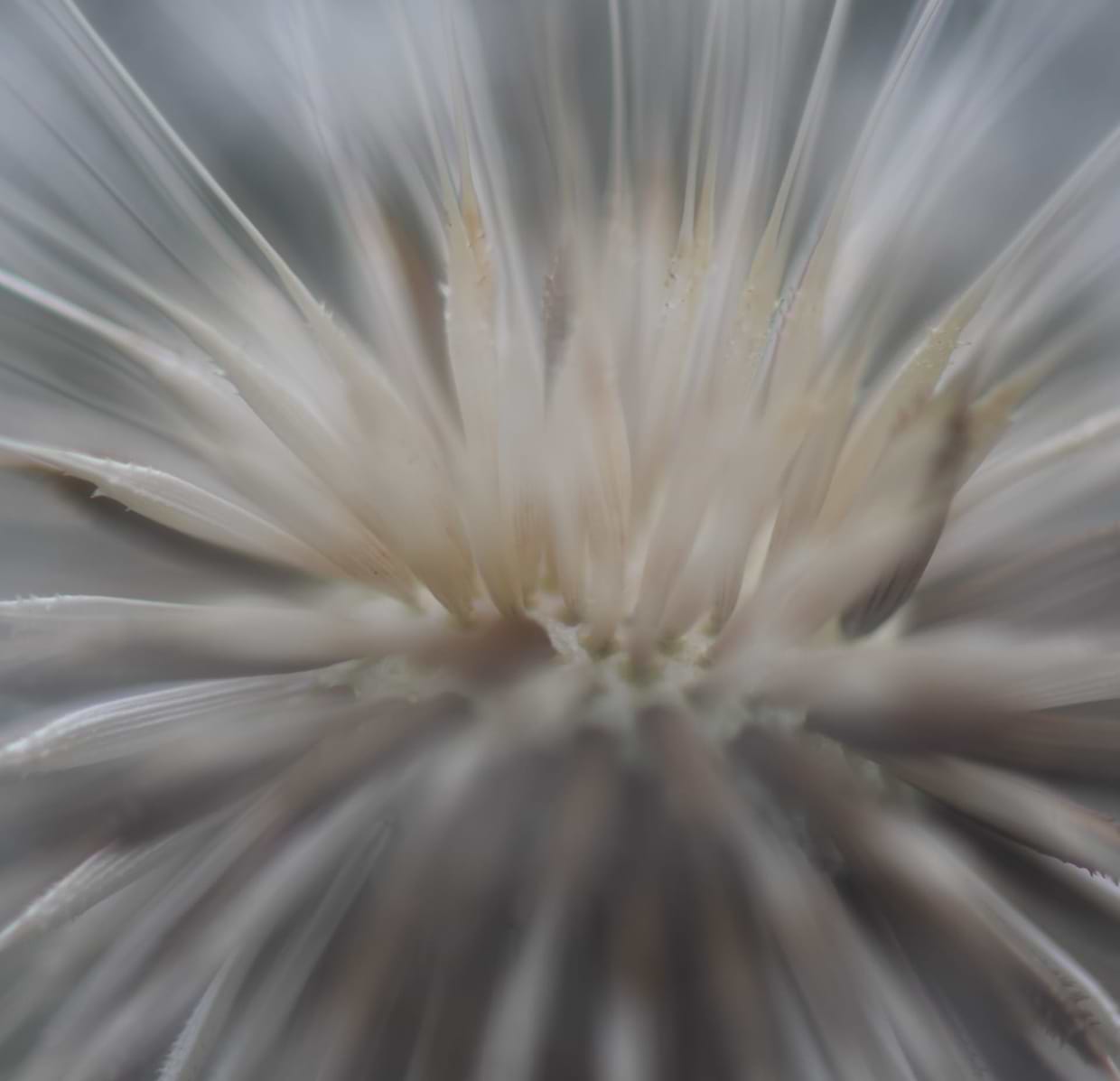 artist cover